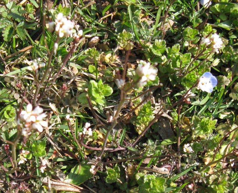 Fiorellini bianchi nel prato: Cardamine hirsuta